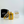High Fidelity Earplugs Gold